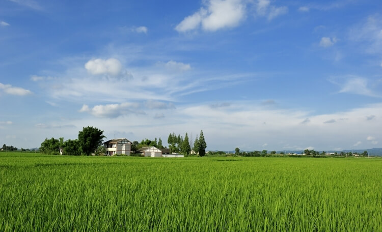 田园风光